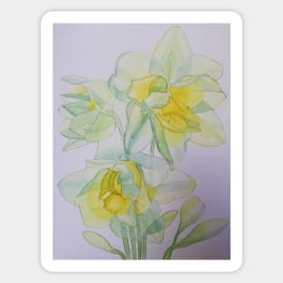 Daffodils in the sun watercolor painting Sticker